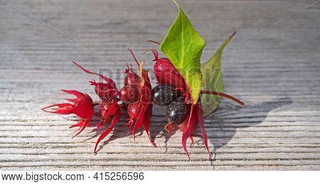 Himalayan Honeysuckle  Purple-black Berries With Green Leaves Isolated On Wood Background Close Up. 