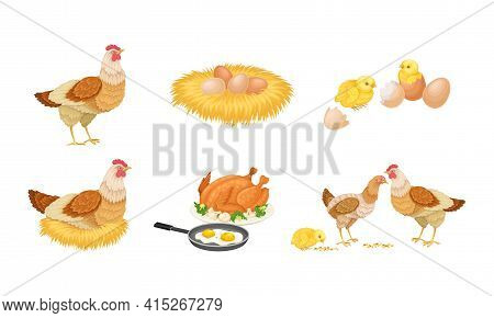 Hen Sitting On Eggs And Brown Hen Eggs Rested In Hay Nest Vector Set