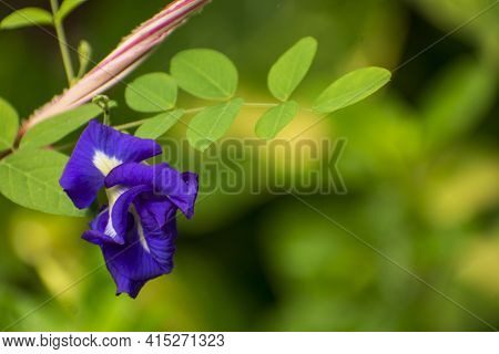 Blue Indian Aparajita Flower Also Known As Asian Pigeonwings