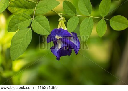Blue Indian Aparajita Flower Also Known As Asian Pigeonwings
