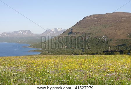 im Sommer blÃ¼hende Landschaft.