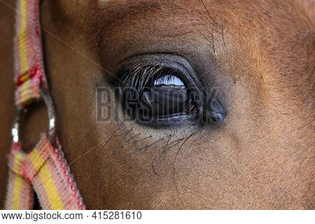 Eye Close Up Of A Brown Sport Horse With Spanish Flag Snaffle Bridle