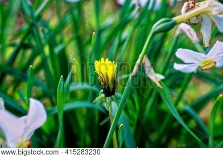 Yellow Flower Mother And Stepmother In The Garden, Spring
