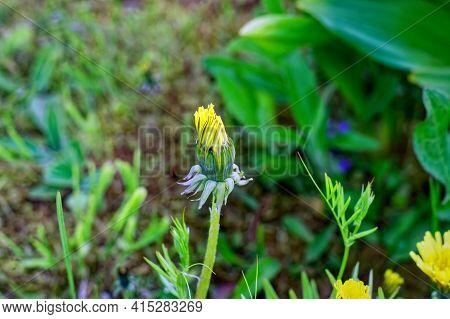Yellow Flower Mother And Stepmother In The Garden, Spring
