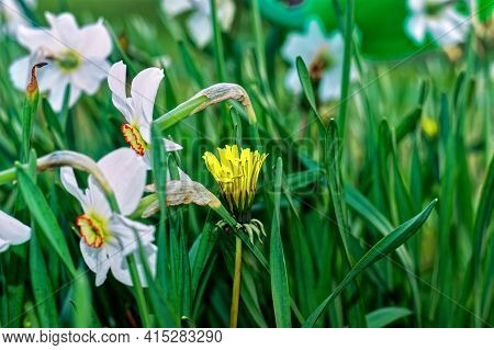 Yellow Flower Mother And Stepmother In The Garden, Spring