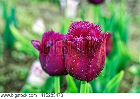 Two Purple Tulips In The Garden, Spring