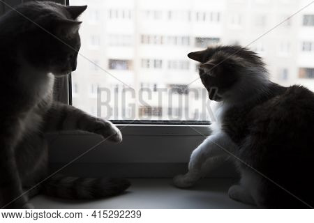 Silhouettes Of Two Cats Fighting On The Windowsill