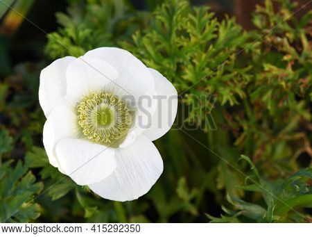 Beautiful White  Anemone Flowers Taken From Above Selective Focus Close Up. Green Foliage Background