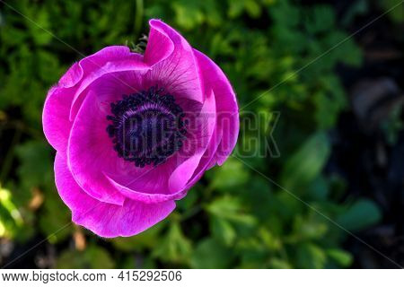 Stunning Pink And Scarlett Anemone Flowers Taken From Above Selective Focus Close Up. Green Foliage 