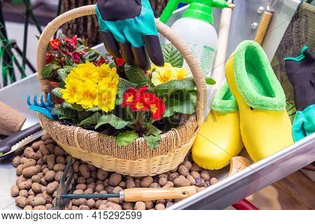 Various Garden Tools And Decor. Household Goods In A Wheelbarrow Trolley Flowers, Watering, Goloshes