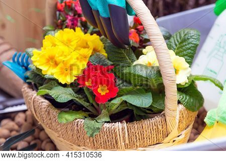 Various Garden Tools And Decor. Household Goods In A Wheelbarrow Trolley Flowers, Watering, Gloves, 