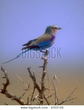 Lila Breasted Roller