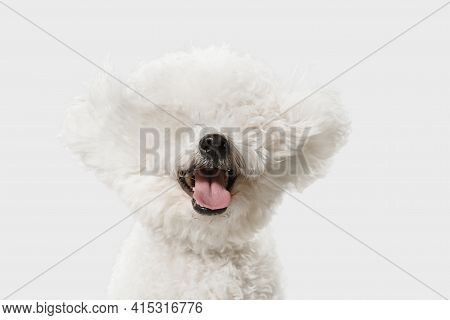 Little Cute Dog Bichon Frise Posing Isolated Over White Background.