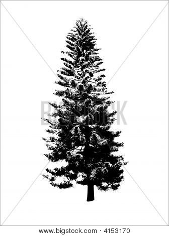 Albero nero