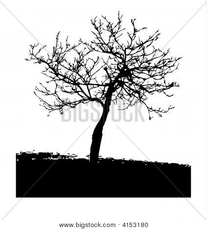 Albero nero