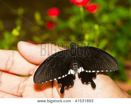 Butterfy Mormon ทั่วไป