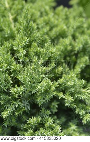 Dwarf Japanese Garden Juniper - Latin Name - Juniperus Procumbens Nana