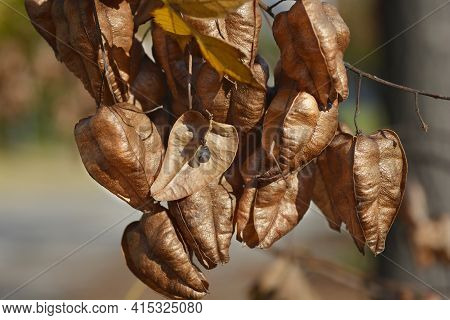 Golden Rain Tree Branch With Seed Pods - Latin Name - Koelreuteria Paniculata