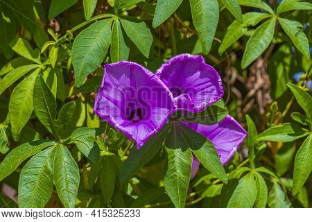 Mexican Petunia Ruellia Brittoniana Flower On Fence With Green Leaves.