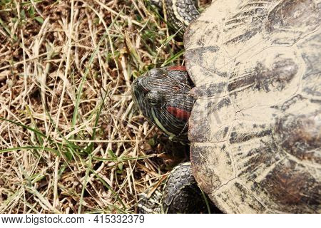 Amboina Box Turtle (cuora Amboinensis) On The Shore Of A Pond, Endangered Species, Thailand
