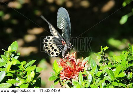 Huge Butterfly (12 Cm) Collects Nectar From A Flowers Of West Indian Jasmine (ixora Coccinea). Swall