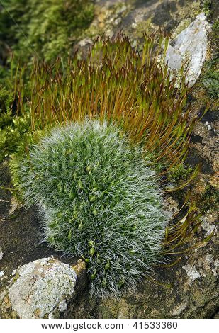 Mosses บนผนังหินปูนคอทส์โวลด์