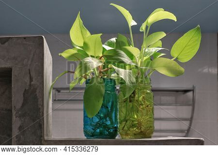 Golden Pothos (scindapsus Aureus) Add A Touch Of Freshness To The Bathroom. Planted In A Clear, Squa