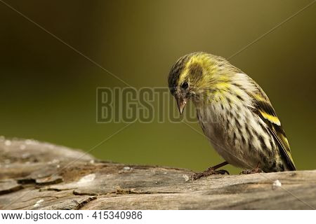 The Eurasian Siskin (spinus Spinus Or Carduelis Spinus) Sitting On The Brown Branch. Small Songbird 
