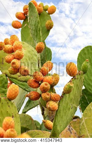 Orange Ripe Fruits Of A Sweet Cactus On A Thorny Leaf Against A Background Of Lush Thorny Green Bran