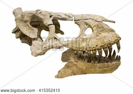 The Skull Of The Predatory Dinosaur Tarbosaurus (latin: Tarbosaurus Bataar) Isolated On A White Back