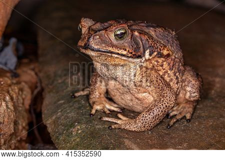 Adult Cururu Toad