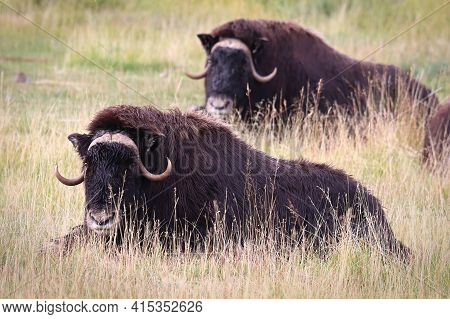 View Of Muskoxen Laying Down In The Grass