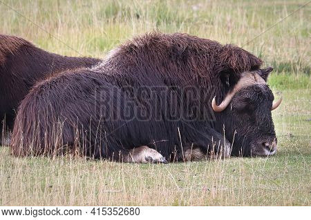 View Of Muskoxen Laying Down In The Grass