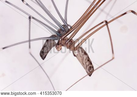 Adult Cellar Spiders