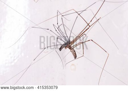 Adult Cellar Spiders