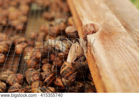 Snail Farm. Industrial Cultivation Of Edible Mollusks Of The Species Helix Aspersa Muller Or Cornu A