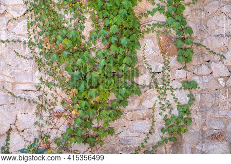 Green Creeper Plant Growing On A Rock Wall. Old Stone Wall With Creeping Plants