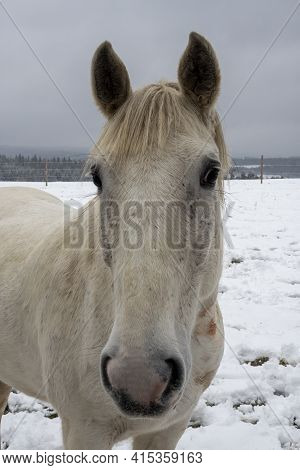 The Horse (equus Ferus Caballus) Is A Domesticated Odd-toed Ungulate Mammal. , An Intresting Photo