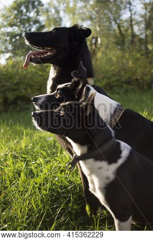 Head Shot Of Three White And Black Dogs Of Blurry Green Background. Side Profile View. Group Side Vi