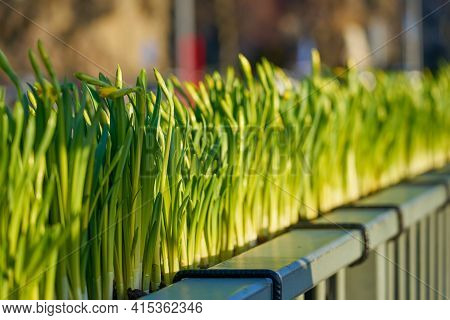 Undissolved Narcissus Buds On The Bridge With A Blurred Background On Spring.