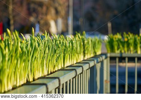 Undissolved Narcissus Buds On The Bridge With A Blurred Background On Spring.