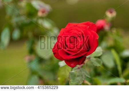 Live Red Rose, Rosaceae Rosoideae Rosa, Flower Blossom On A Plant With Green Leaves In Garden, Ready