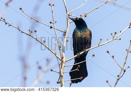 Close Up Isolated Image Of An Adult Male Common Grackle (quiscalus Quiscula) Perching On A Tree Bran