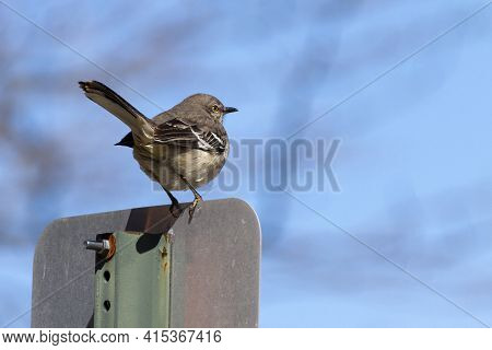 A Northern Mockingbird ( Mimus Polyglottos )perching On A Metal Street Plate At An Urban Location. I