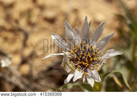 A Large Wild Composite Flower Of Asteracea Family. Aster Flower Has White Daisy Like Petals Y Shaped