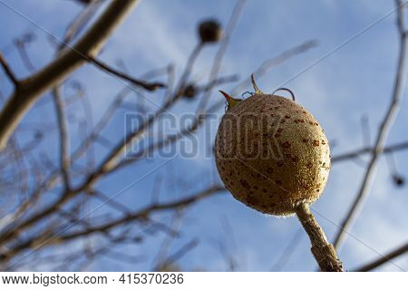 Low Angle Close Up Image Of A Medlar Fruit (mespilus Germanica) On A Branch Against Sky. This Is A C