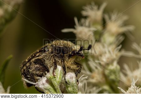 Macro Photography Of A Hairy Dark Brown, Flower Chaffer ( A Subdivision Of Scarab Beetles) On White 