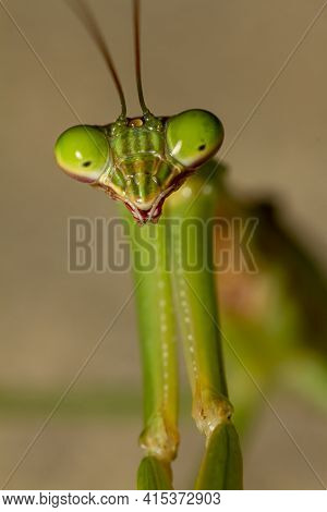 A Head Shot Close Up Macro Lens Image Of An Adult Chinese Mantis (tenodera Sinensis) On A Plant. Ima