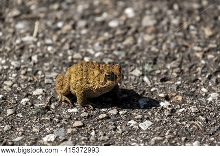 Image Of An Eastern American Toad (anaxyrus Americanus Americanus) A Native Amphibian Found In Easte