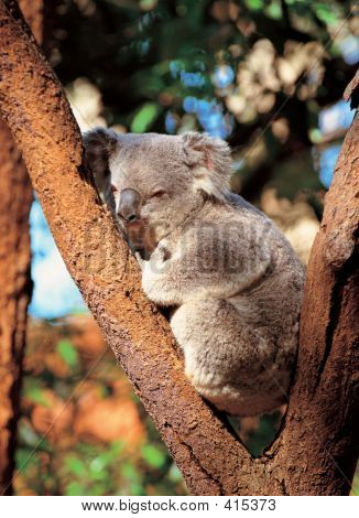 Koala op boom